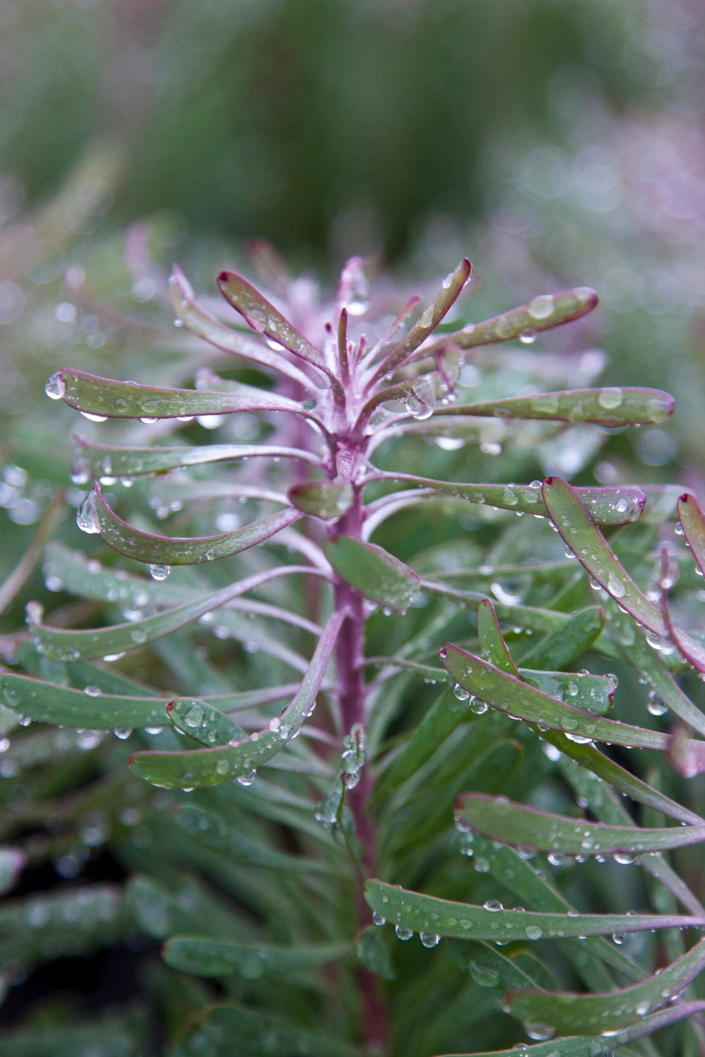 Leucadendron galpinii ‘Purple Haze’ – Evergreen Shrub
