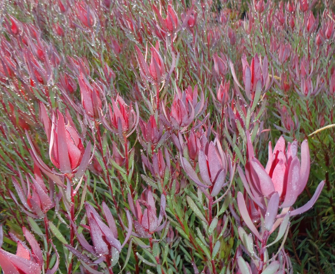 Leucadendron salignum ‘Red Countess’ – Red Bract Shrub