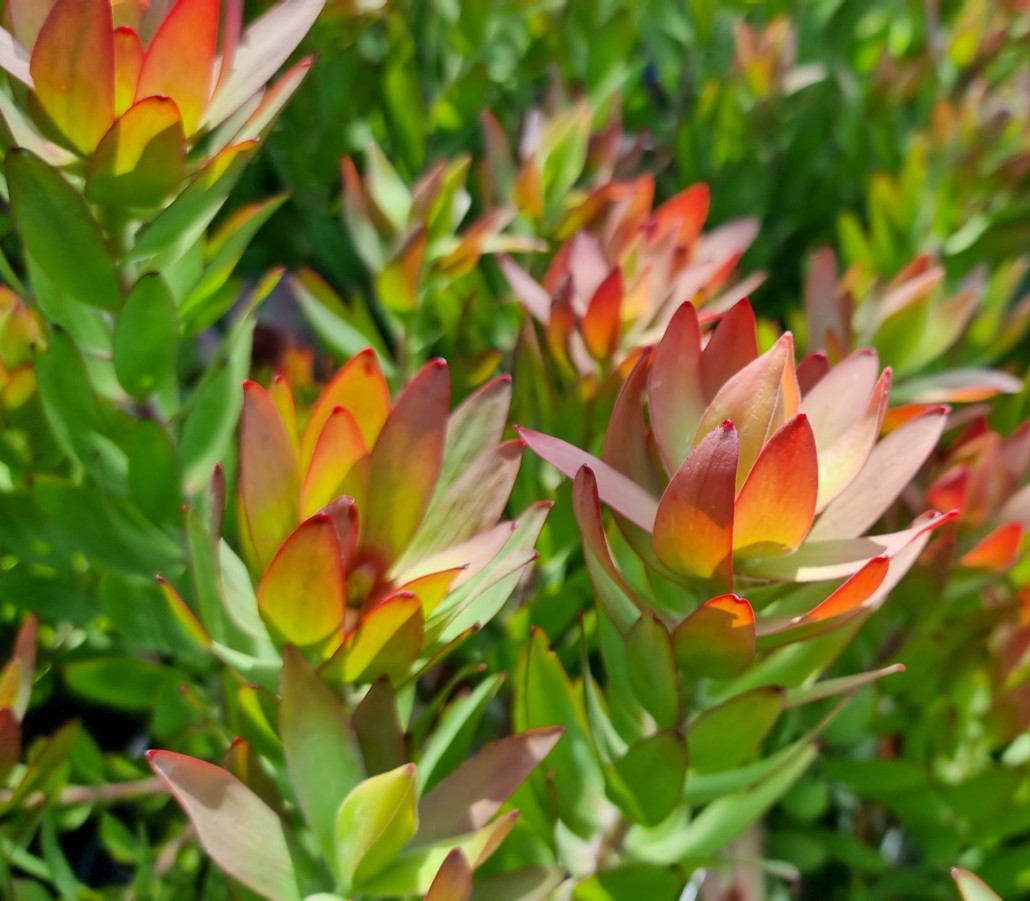 Leucadendron tinctum ‘Spring Blaze’ – Colourful Feature Shrub