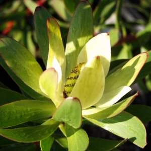 Leucadendron ‘Safari Gold Strike’ – Yellow Cone Bush