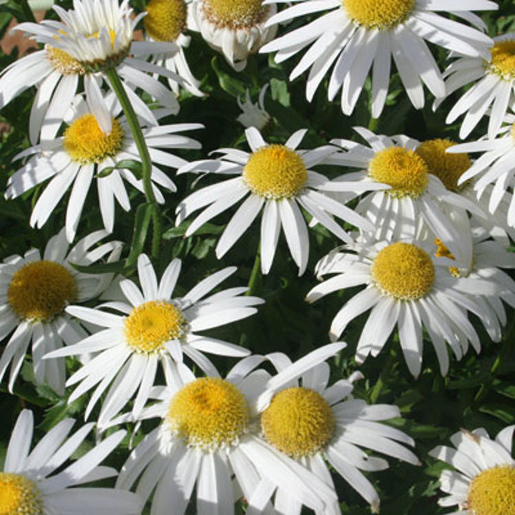 Leucanthemum × Superbum ‘Little Angel’ (Little Angel Shasta Daisy)