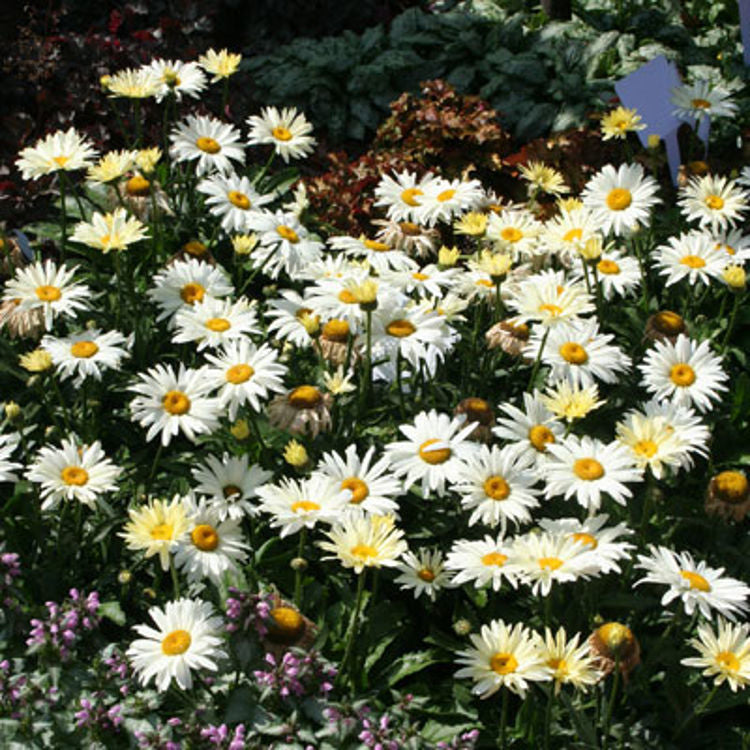 Leucanthemum × Superbum ‘Little Angel’ (Little Angel Shasta Daisy)