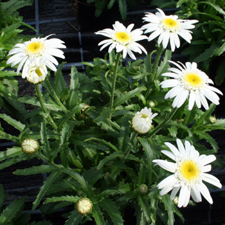 Leucanthemum × Superbum ‘Little Angel’ (Little Angel Shasta Daisy)