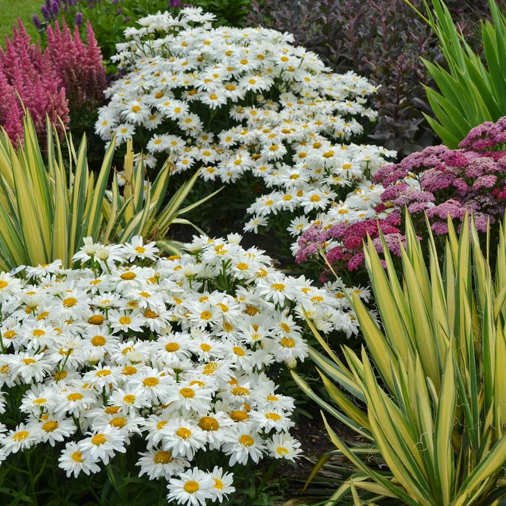 Leucanthemum × superbum (Shasta Daisy)