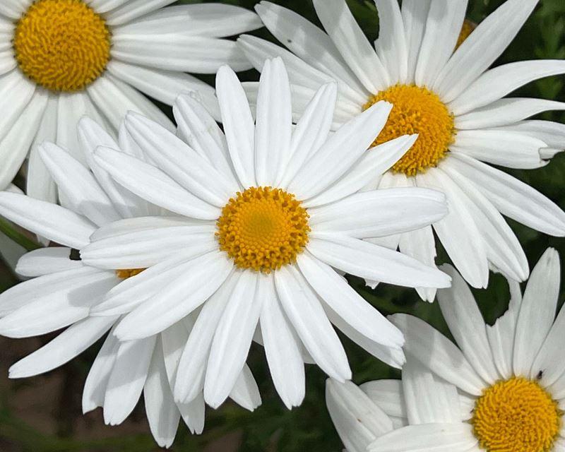 Leucanthemum × superbum (Shasta Daisy)