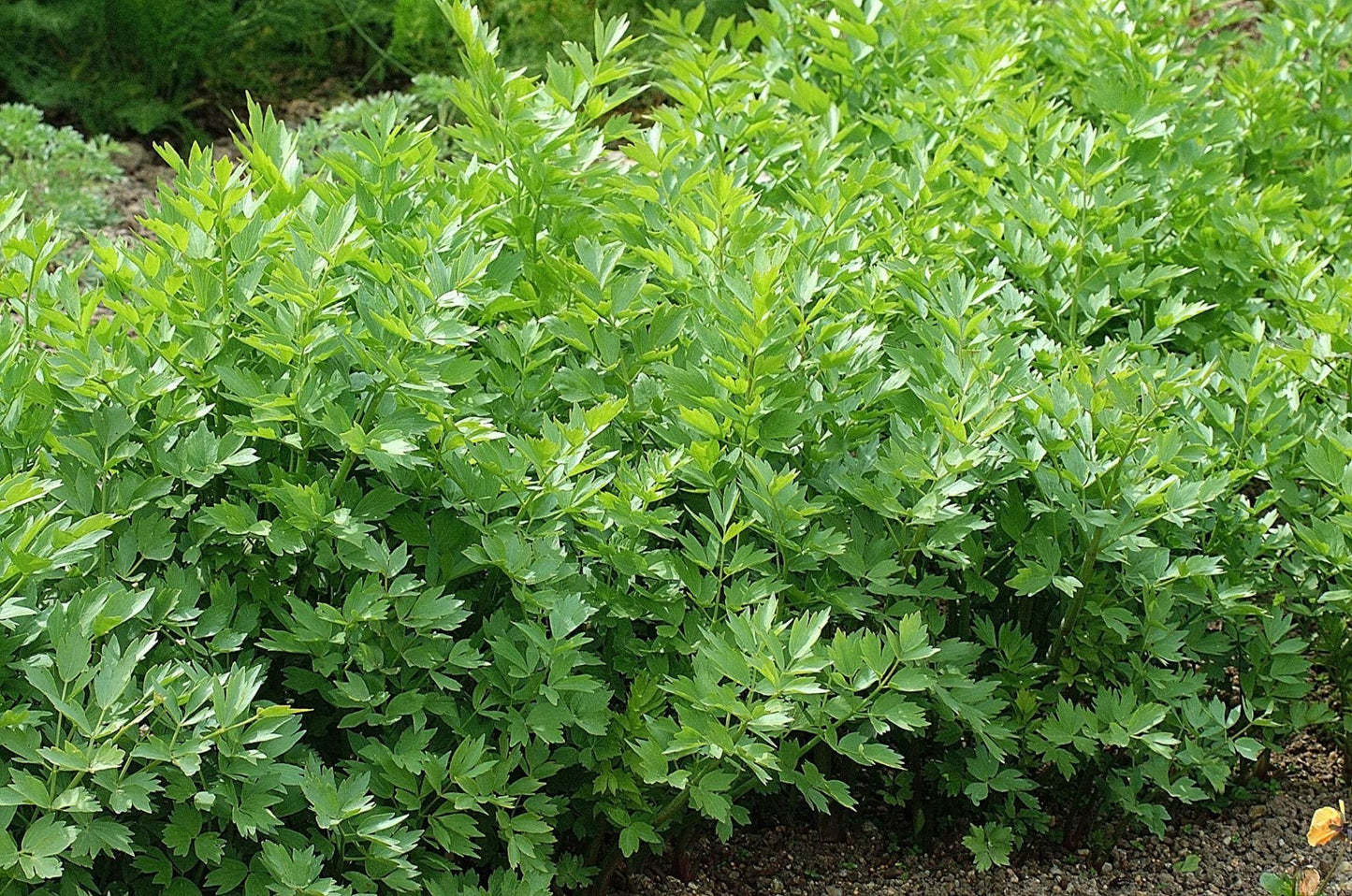 Levisticum Officinale (Lovage)