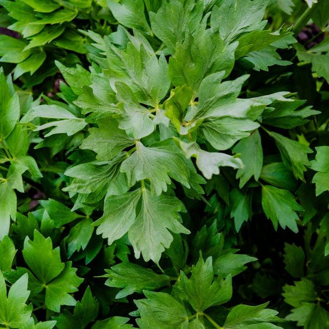 Levisticum Officinale (Lovage)