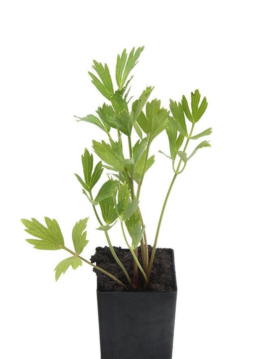 Levisticum Officinale (Lovage)