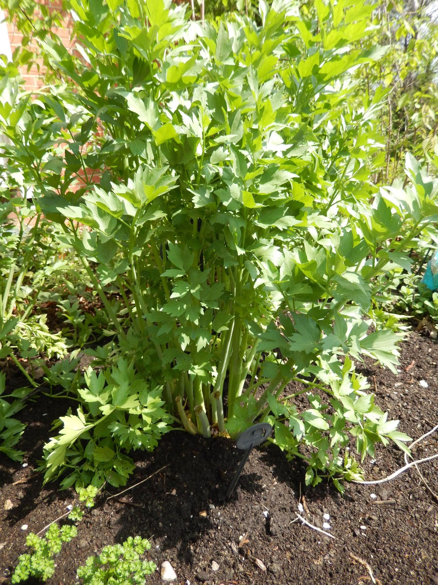 Levisticum Officinale (Lovage)