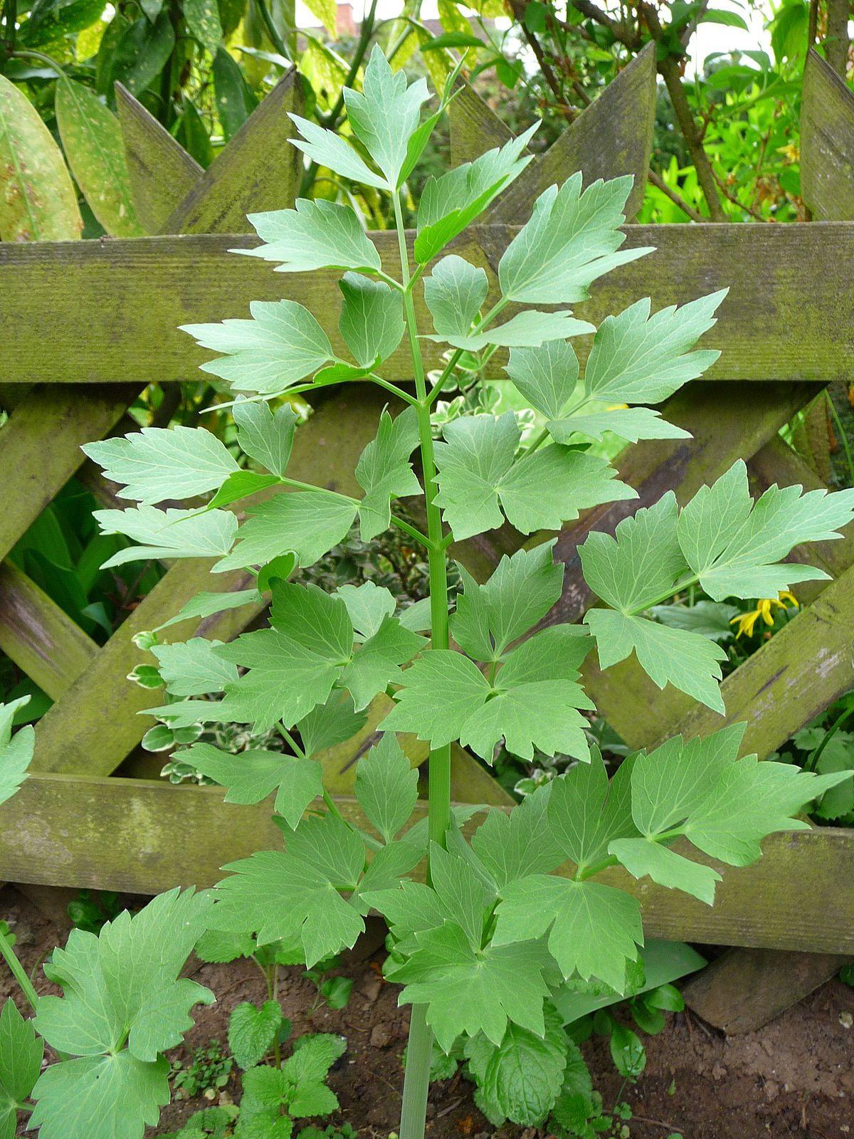 Levisticum Officinale (Lovage)