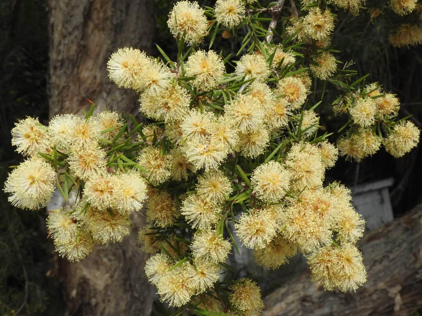 Melaleuca Nodosa (Knobby Honey Myrtle)
