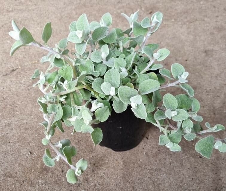 Helichrysum Petiolare Dwarf (Dwarf Licorice Plant)