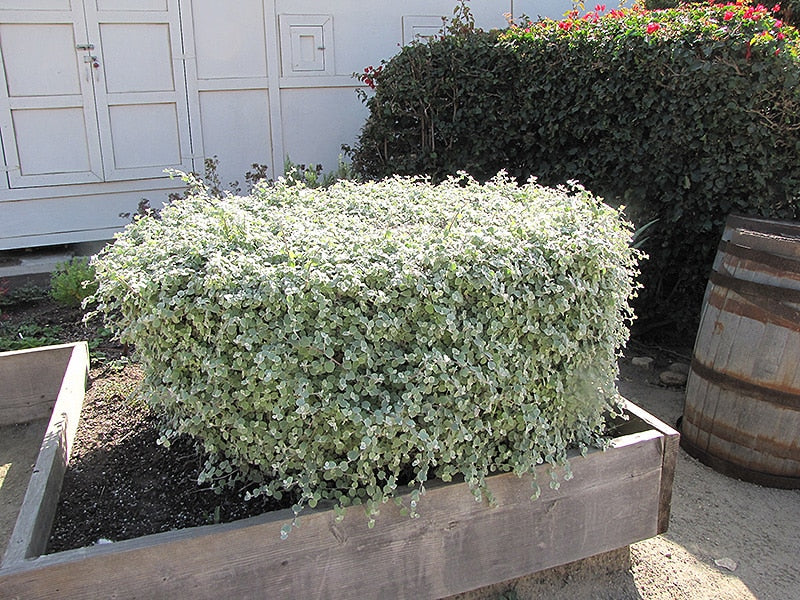 Helichrysum Petiolatum (Licorice Plant)