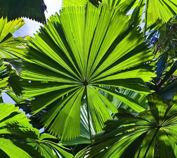 Licuala Ramsayi (Australian Fan Palm)