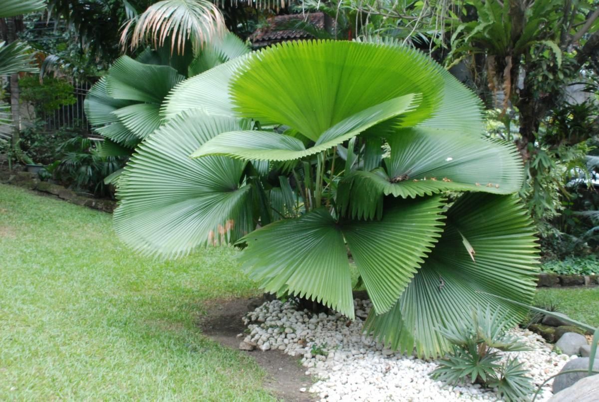 Licuala Elegans (Elegant Fan Palm)