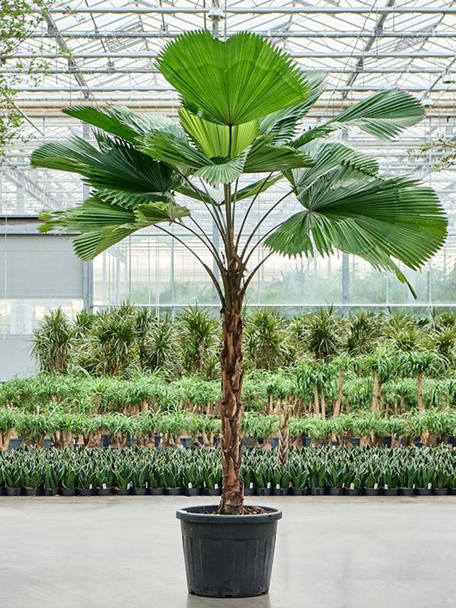 Licuala Grandis (Ruffled Fan Palm)