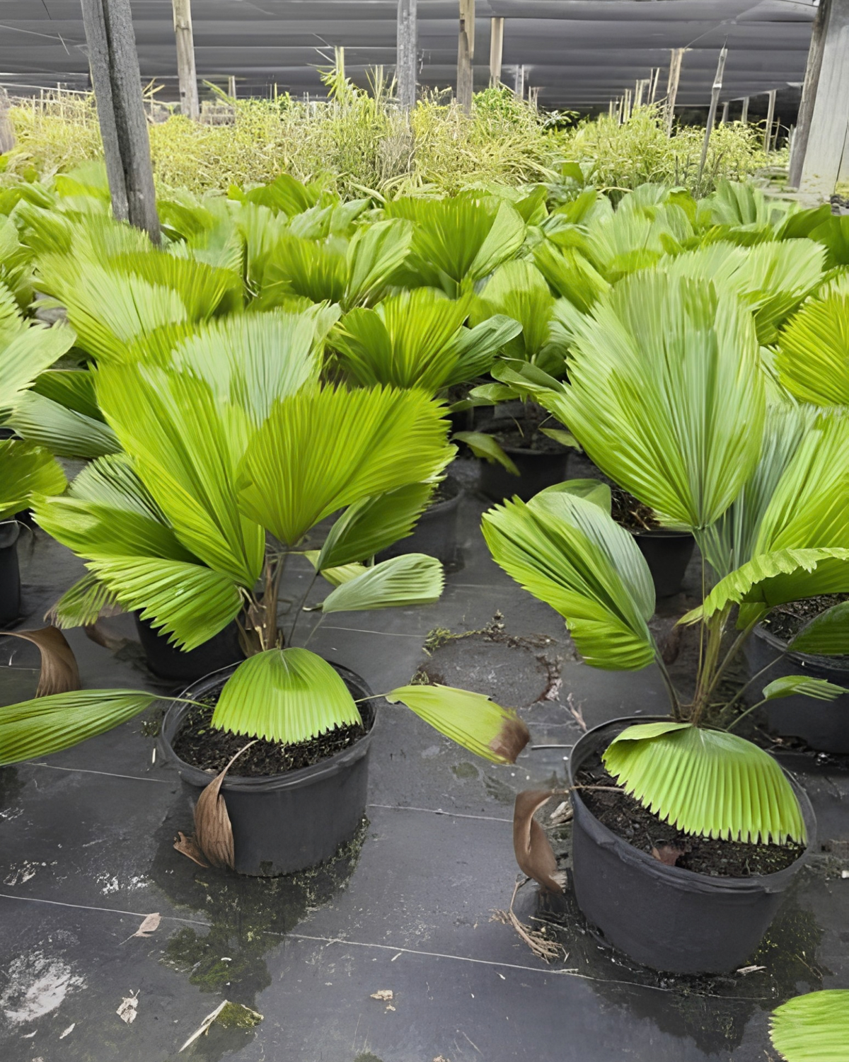Licuala Grandis (Ruffled Fan Palm)