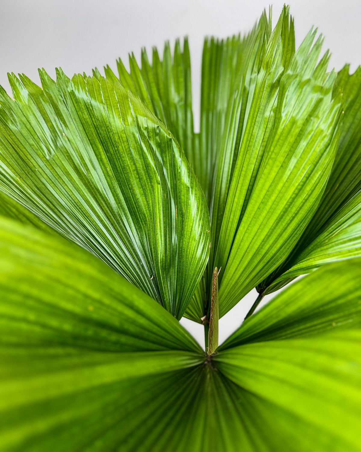 Licuala Grandis (Ruffled Fan Palm)