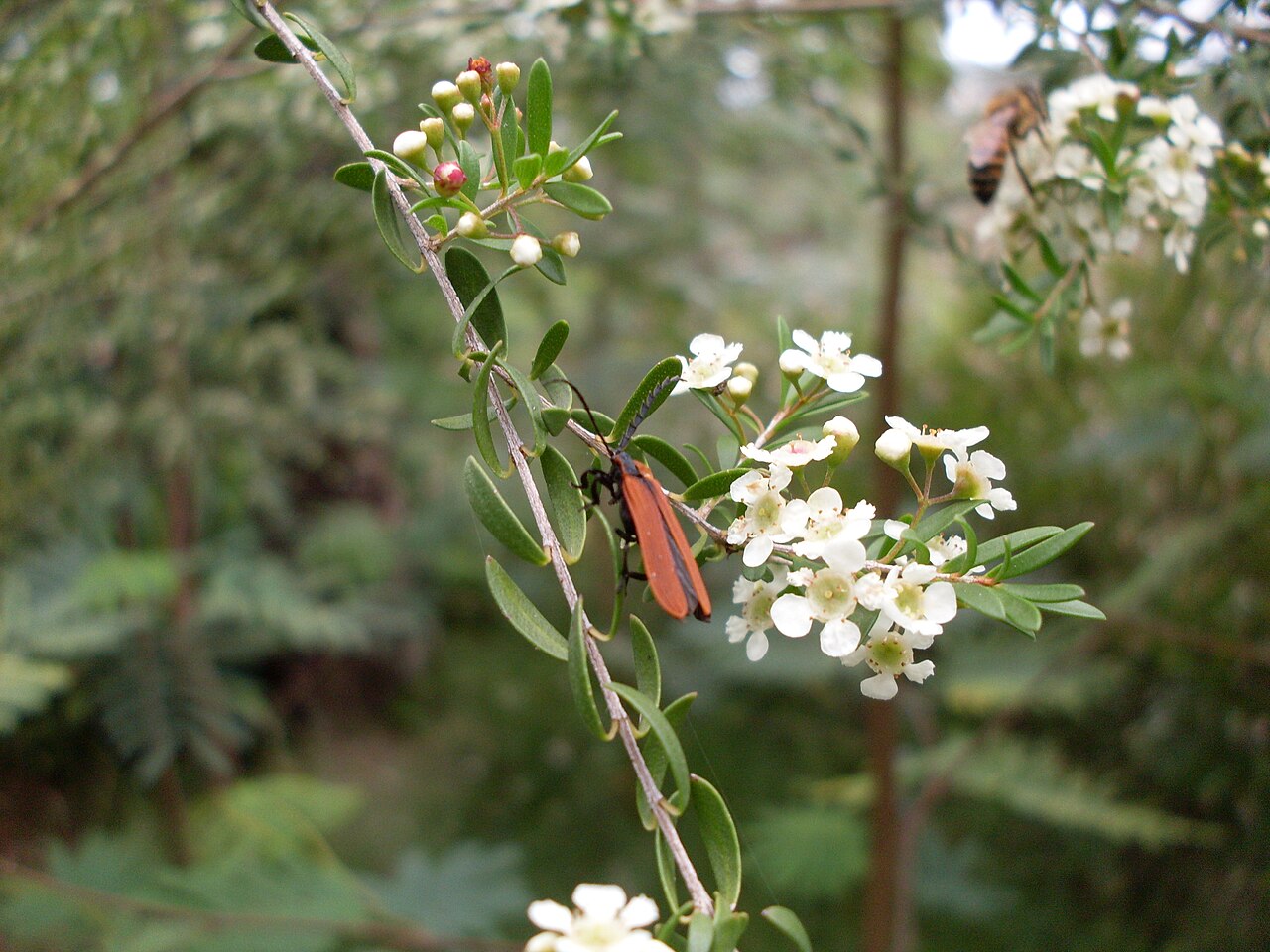 Sannantha pluriflora (Tall Baeckea)