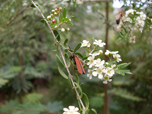 Sannantha pluriflora (Tall Baeckea)