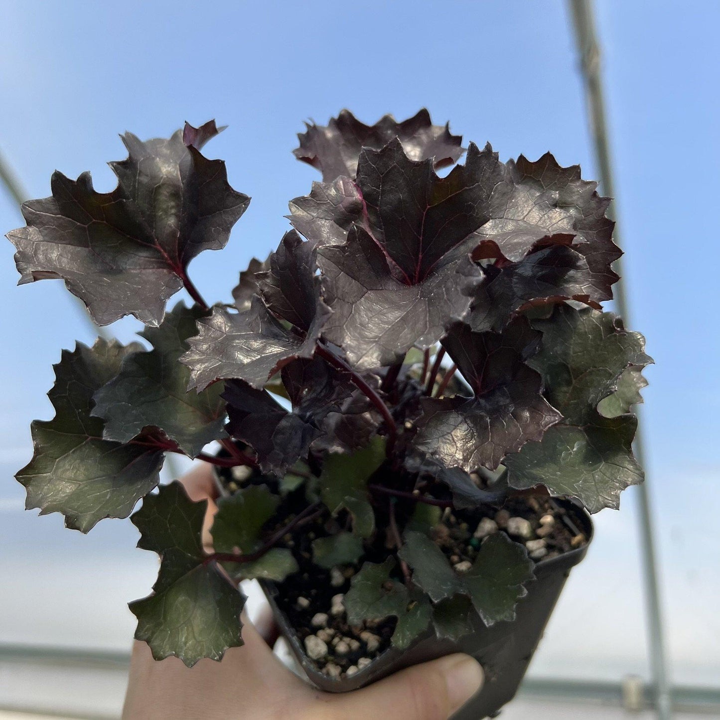 Ligularia Dentata ‘Pandora’ (Leopard Plant)