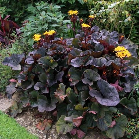 Ligularia Dentata ‘Pandora’ (Leopard Plant)
