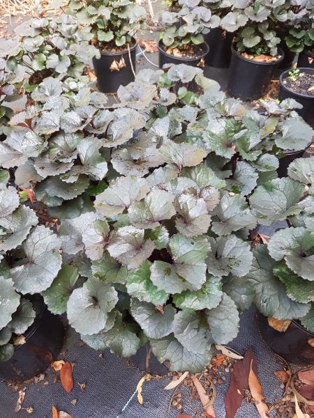 Ligularia Dentata ‘Pandora’ (Leopard Plant)