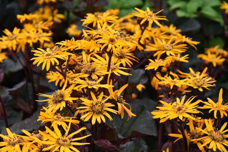 Ligularia Dentata ‘Pandora’ (Leopard Plant)