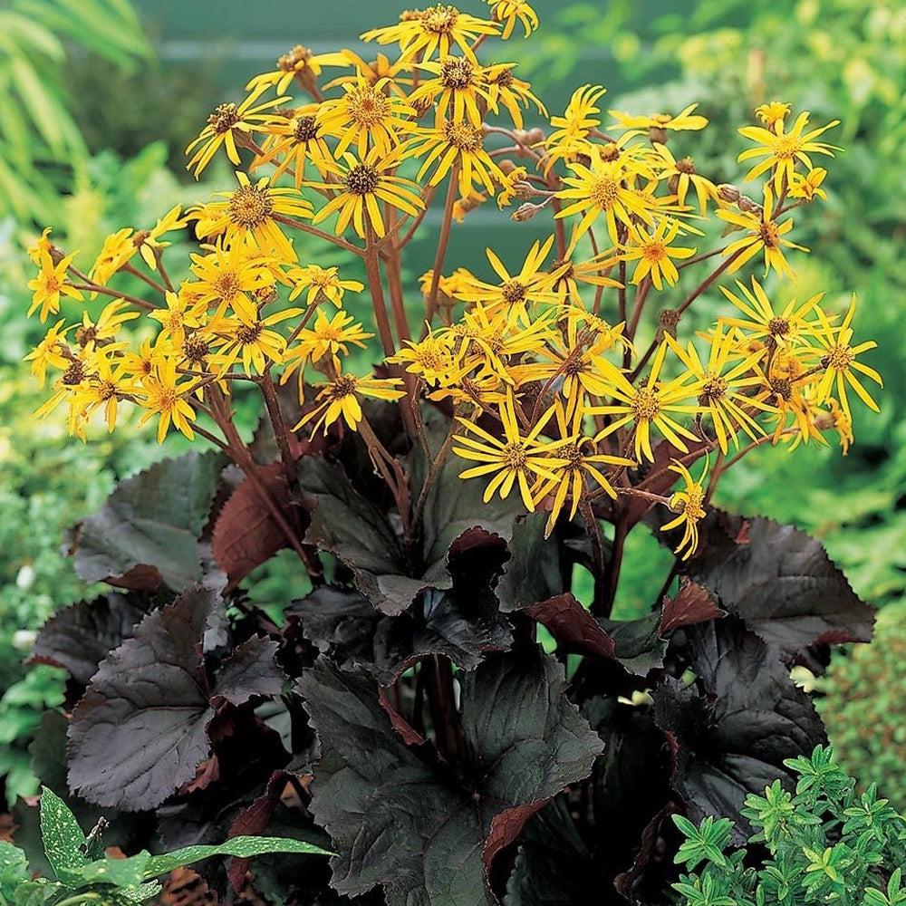 Ligularia Dentata ‘Pandora’ (Leopard Plant)