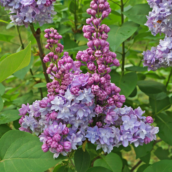 Syringa vulgaris ‘Olivier De Serres’ (Lilac)