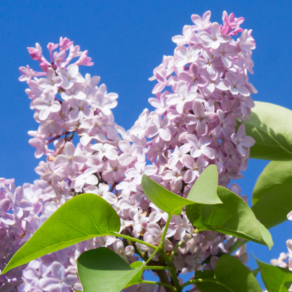 Syringa vulgaris ‘Sweetheart’ (Lilac)