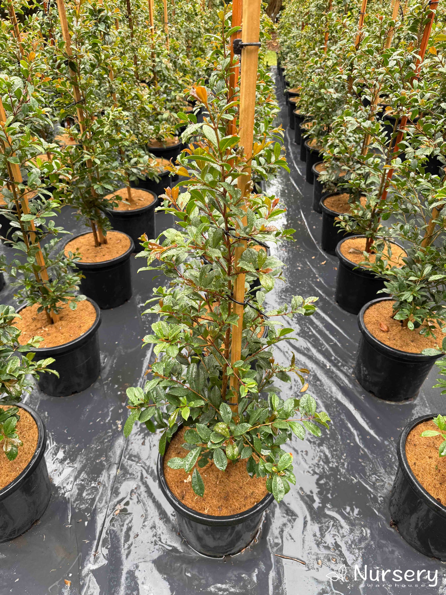 Rows of Syzygium Resilience (Lilly Pilly) plants in stock at Nursery Warehouse, perfect for hedging.