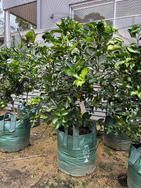 Citrus Latifolia (Lime Tahitian) GRAFTED