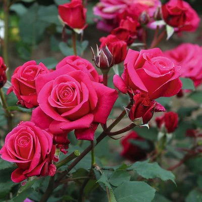 Rosa ‘Showpiece Lipstick’ (Showpiece Lipstick Rose)