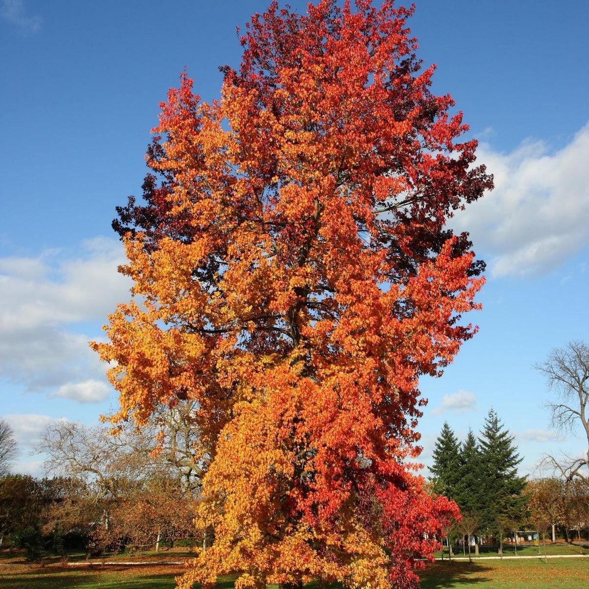 Liquidambar Styraciflua (American Sweet Gum)