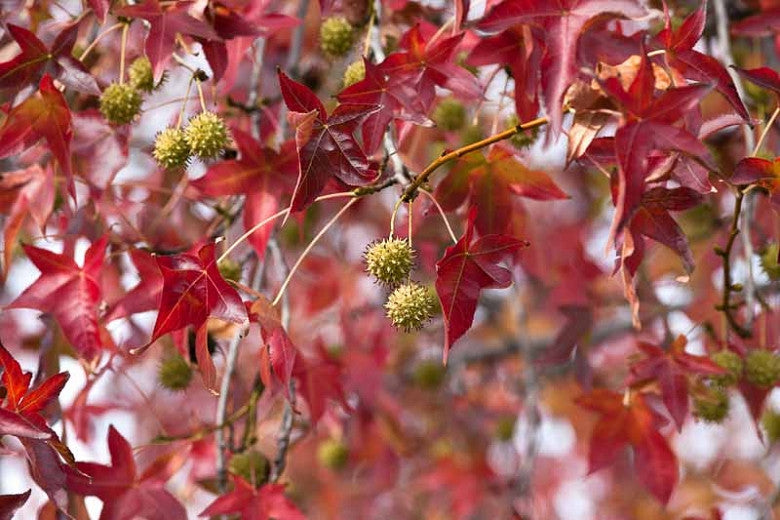 Liquidambar Styraciflua (American Sweet Gum)
