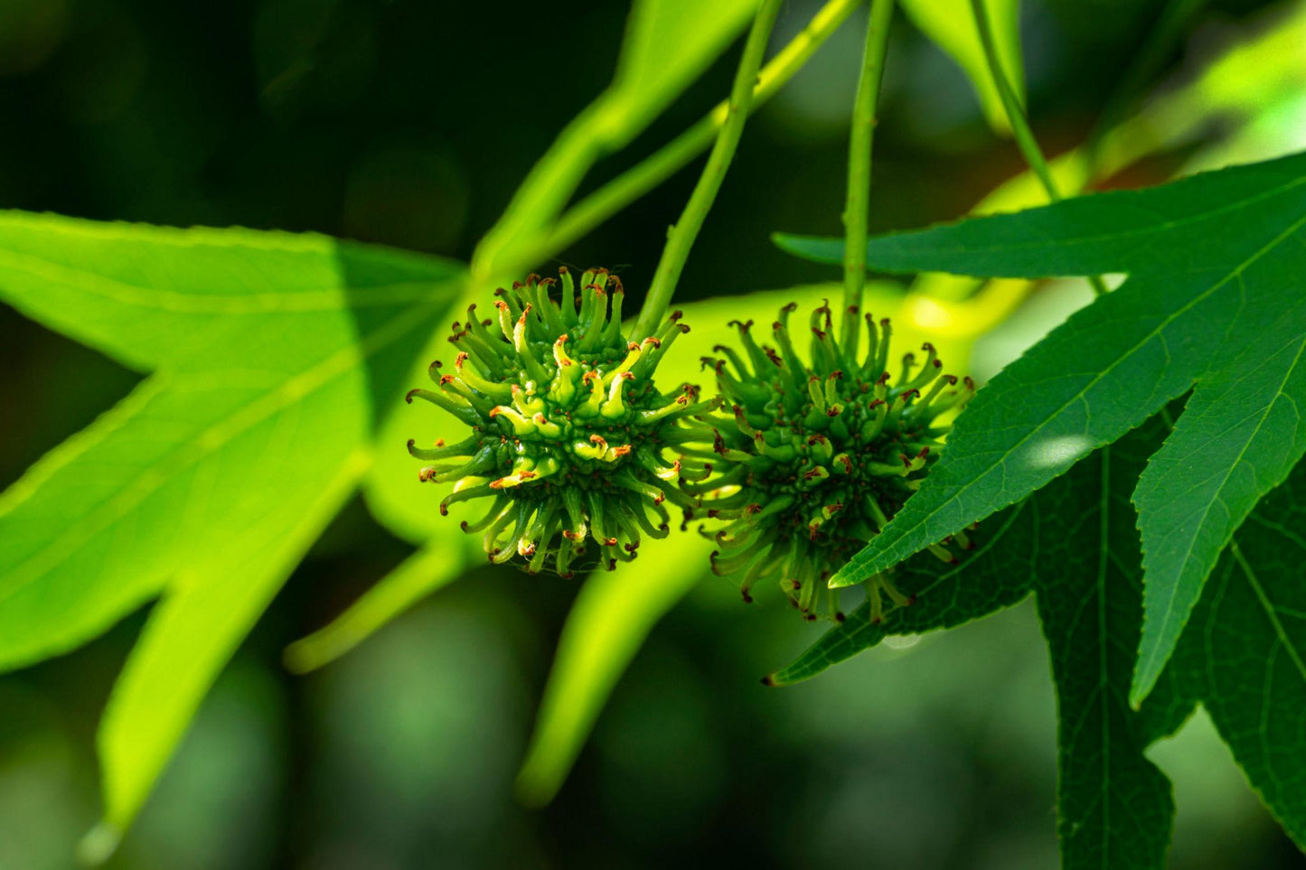 Liquidambar Styraciflua (American Sweet Gum)