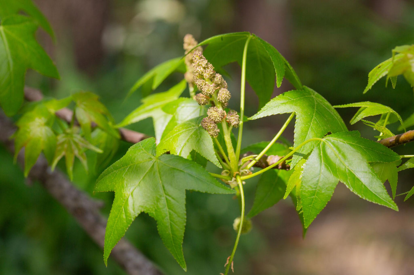 Liquidambar Styraciflua (American Sweet Gum)