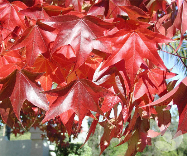 Liquidambar styraciflua ‘Burgundy’ (Burgundy Blush Sweetgum)
