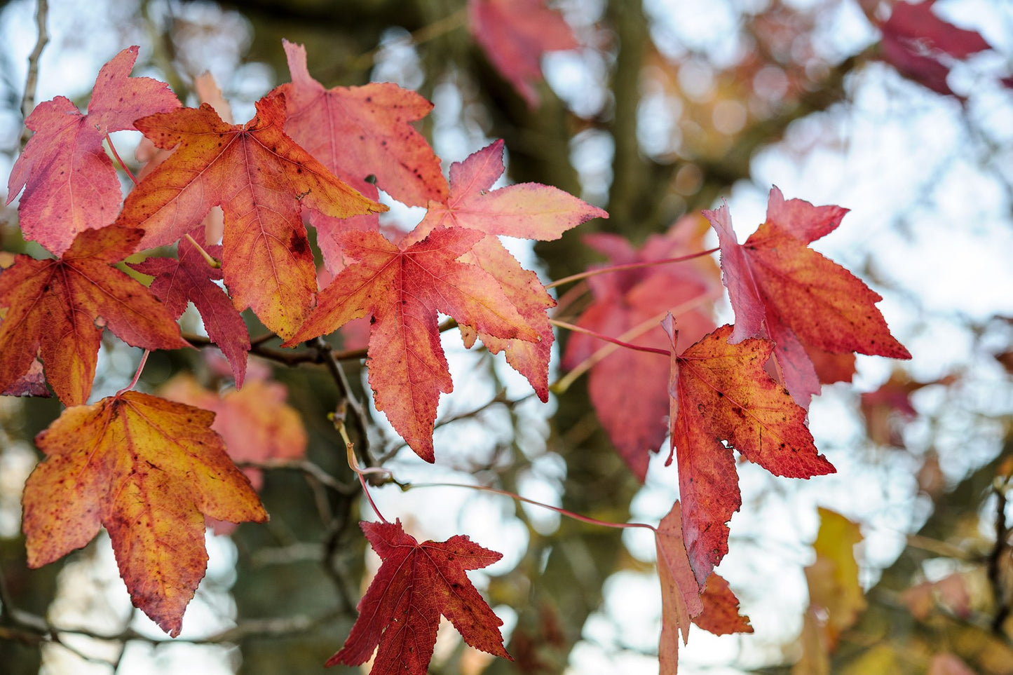 Liquidambar styraciflua ‘Burgundy’ (Burgundy Blush Sweetgum)