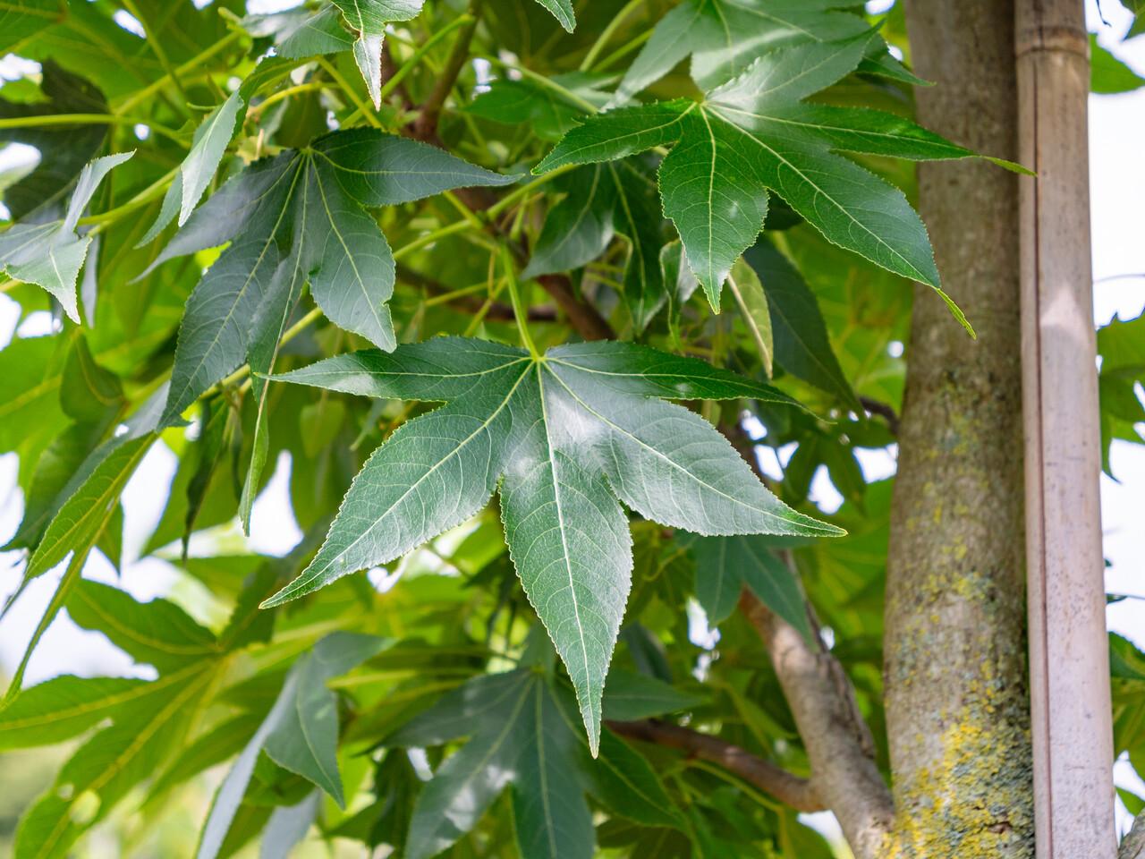 Liquidambar styraciflua ‘Oakville Highlight’