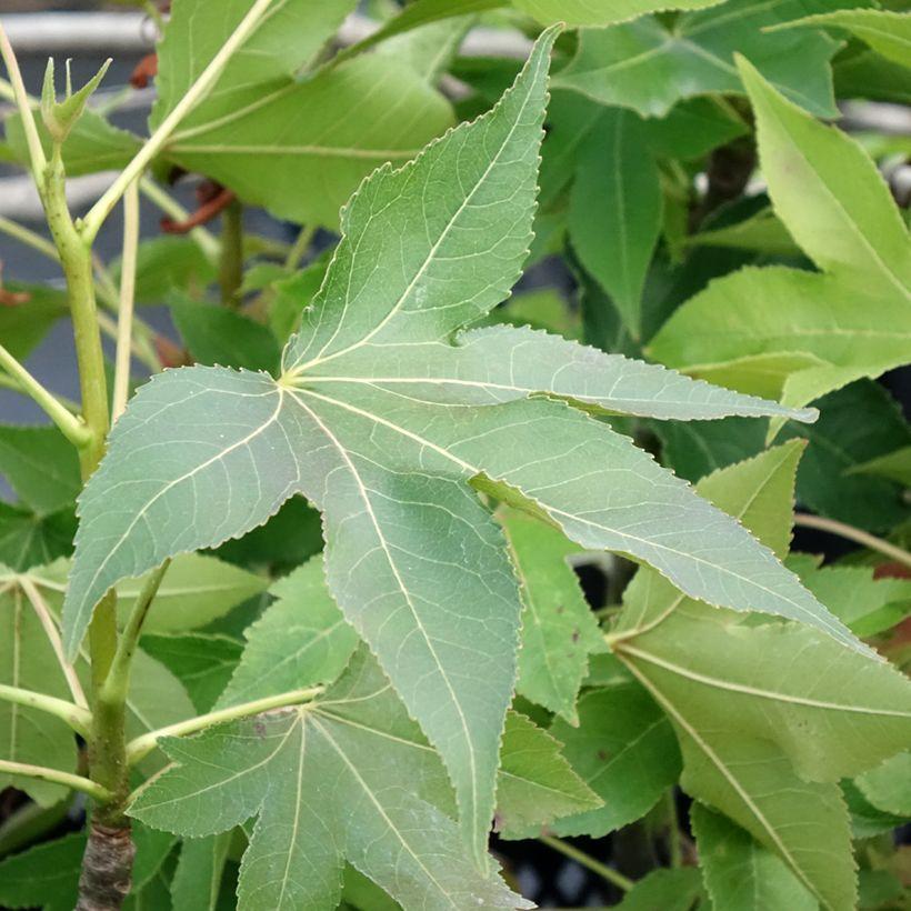 Liquidambar styraciflua ‘Oakville Highlight’