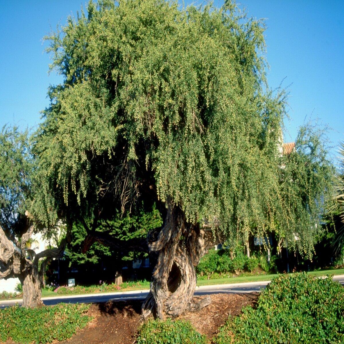Leptospermum Laevigatum (Coast Tea Tree)