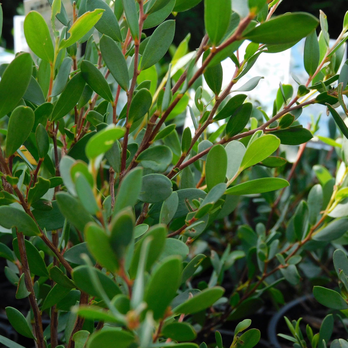 Leptospermum Laevigatum (Coast Tea Tree)