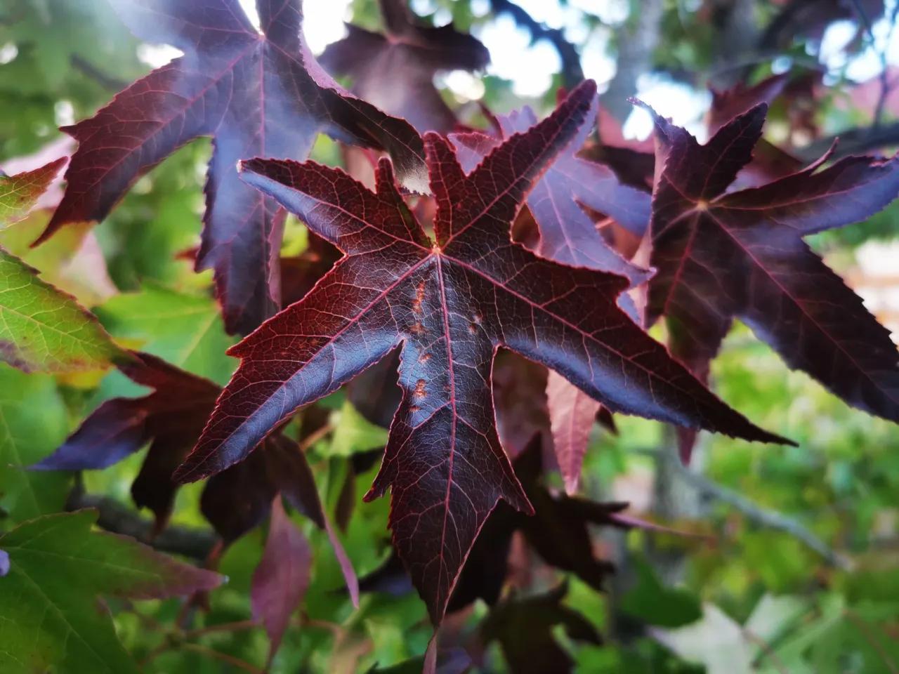 Liquidambar styraciflua ‘Burgundy’ (Burgundy Blush Sweetgum)