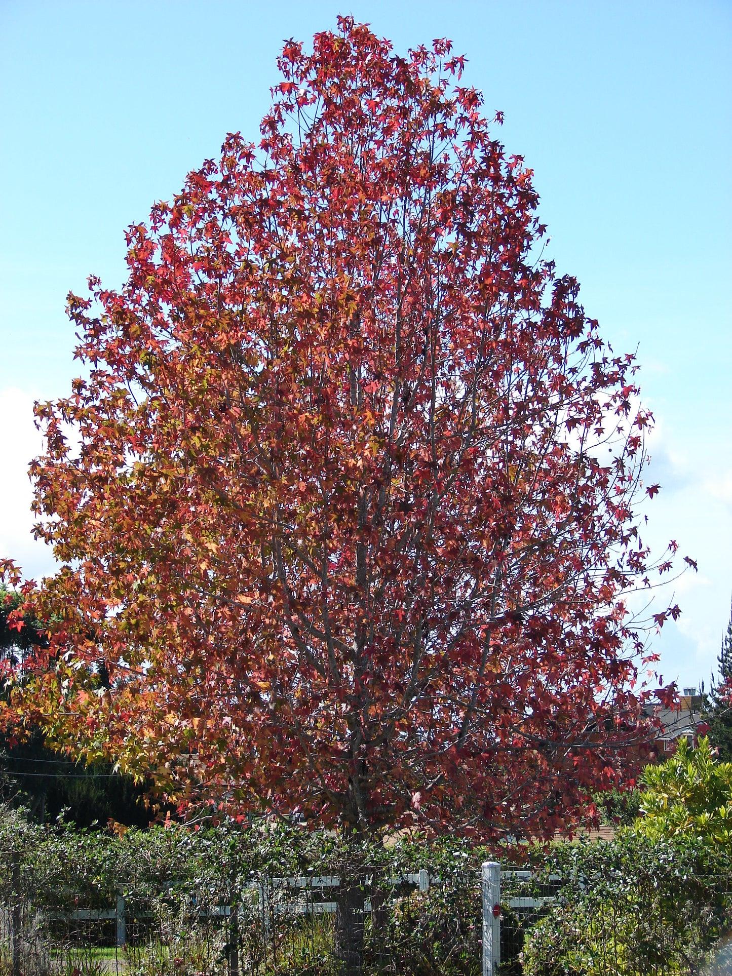 Liquidambar styraciflua ‘Burgundy’ (Burgundy Blush Sweetgum)