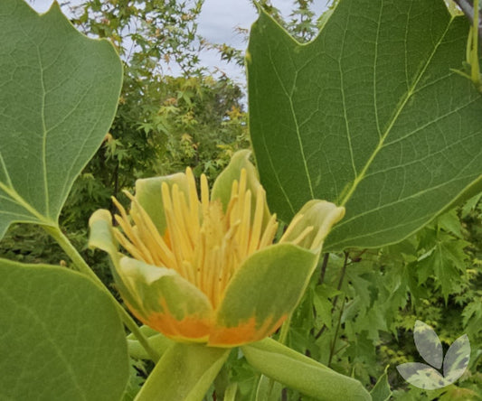 Liriodendron Tulipifera (Tulip Tree)