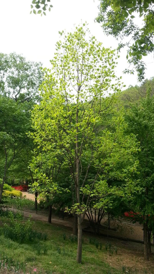 Liriodendron Tulipifera ‘Aureomarginatum’ (Variegated Tulip Tree)