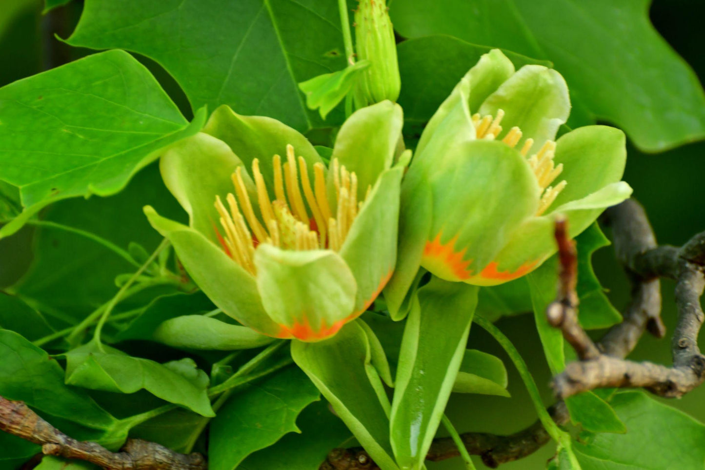 Liriodendron Tulipifera ‘Aureomarginatum’ (Variegated Tulip Tree)