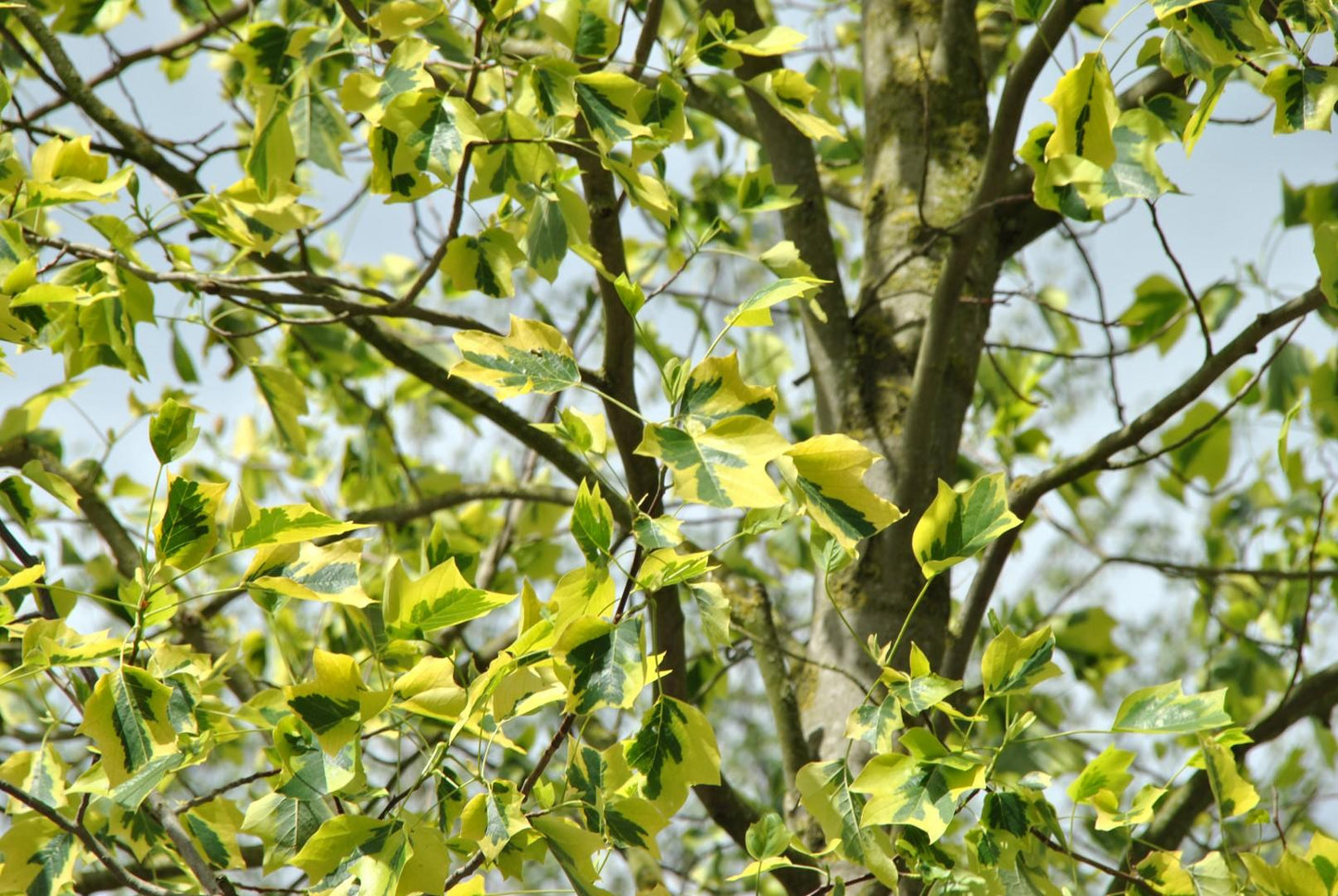 Liriodendron Tulipifera ‘Aureomarginatum’ (Variegated Tulip Tree)